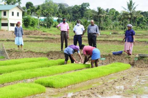 Seedling preparation