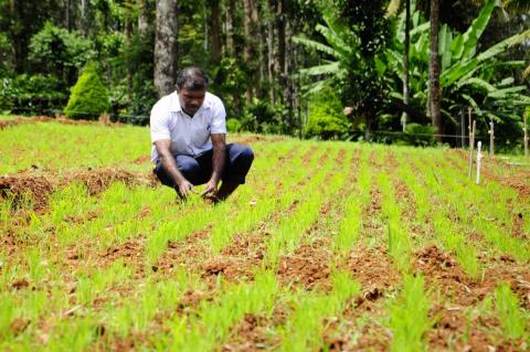 Upland paddy cultiavtion at Pooppoli ground